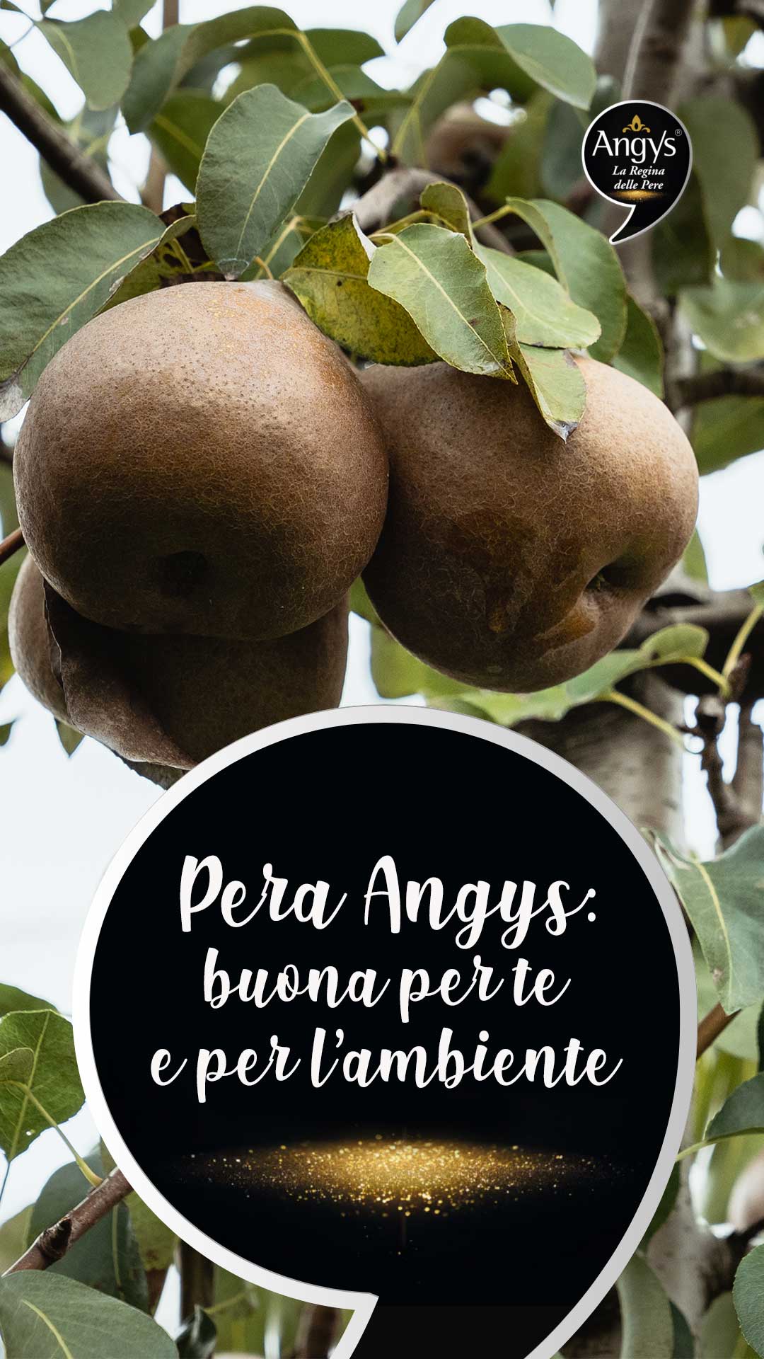 ANGYS - Pera Angys: buona per te e per l’ambiente